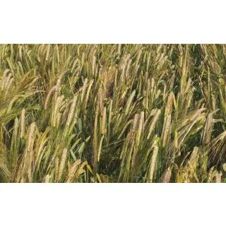 Compra CEBADA RUBIANA R2 Sin Tratar (25 Kgr.) en la tienda online Fito Agrícola