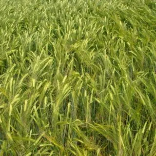 Compra CEBADA CIB 777 R1 (25 Kgr.) en la tienda online Fito Agrícola