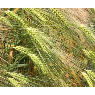 Compra CEBADA 6CARR. SABER G4 (25 Kgr.) en la tienda online Fito Agrícola