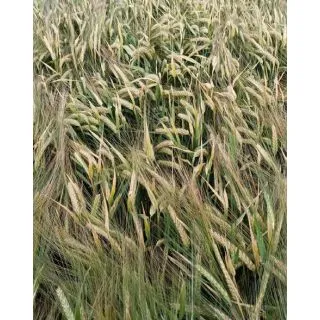 Compra CEBADA SKYWAY R1 (25 Kgr.). en la tienda online Fito Agrícola