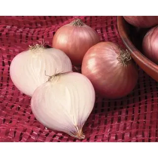 Compra CEBOLLA ROSSA SAVONESE Sel. Rosé Pildorada (5.000 Semillas) en la tienda online Fito Agrícola