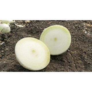 Compra CEBOLLA AJUSCO F1 (250.000 Semillas). en la tienda online Fito Agrícola