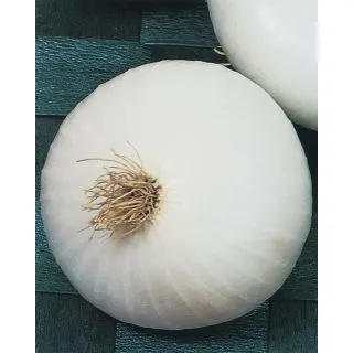 Compra CEBOLLA BIANCA DI MAGGIO Pildorada (5.000 Semillas) en la tienda online Fito Agrícola