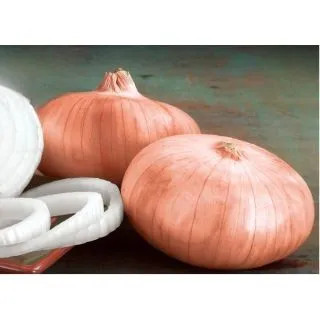 Compra CEBOLLA CARAMELO F1 (100.000 Semillas) en la tienda online Fito Agrícola