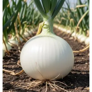 Compra CEBOLLA CIRRUS F1 (100.000 Semillas). en la tienda online Fito Agrícola