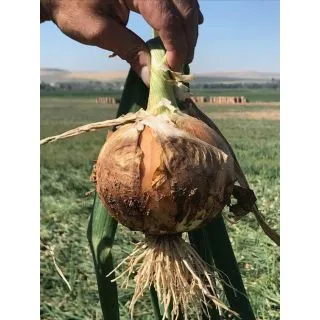 Compra CEBOLLA CODAL F1 (250.000 Semillas). en la tienda online Fito Agrícola