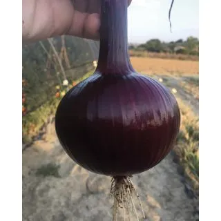 Compra CEBOLLA EUCLIDE F1 Pildorada (5.000 Semillas) en la tienda online Fito Agrícola