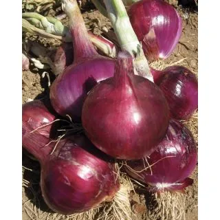 Compra CEBOLLA FENICE F1 (100.000 Semillas) en la tienda online Fito Agrícola