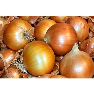 Compra CEBOLLA GUIMAR F1 Pildorada (250.000 Semillas). en la tienda online Fito Agrícola