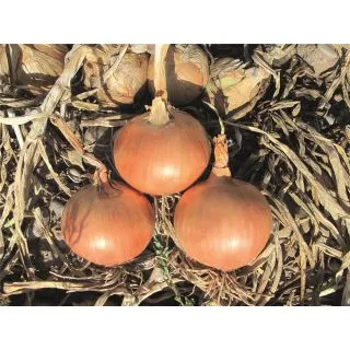 Compra CEBOLLA ITAPARICA F-1 Precisión - NCC " Sin Tratar" (250.000 Semillas) en la tienda online Fito Agrícola