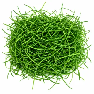 Compra CEBOLLA MICROGREENS (5 Kgr.). en la tienda online Fito Agrícola