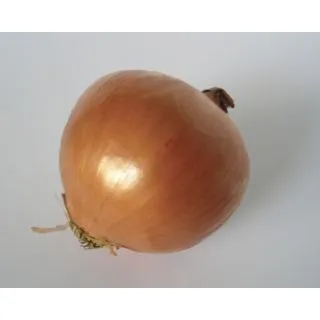 Compra CEBOLLA PITAGORA F1 (100.000 Semillas) en la tienda online Fito Agrícola