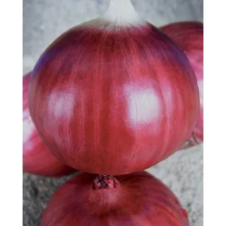 Compra CEBOLLA TROPEA TONDA (500 gr.) en la tienda online Fito Agrícola