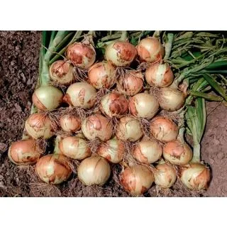 Compra CEBOLLA SWEET TULE 21/23 (1 Kgr.). en la tienda online Fito Agrícola