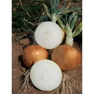 Compra CEBOLLA URANIA F1 (100.000 Semillas) en la tienda online Fito Agrícola