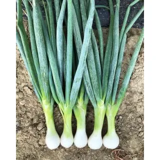 Compra CEBOLLA RACER F1 (10.000 Semillas) en la tienda online Fito Agrícola