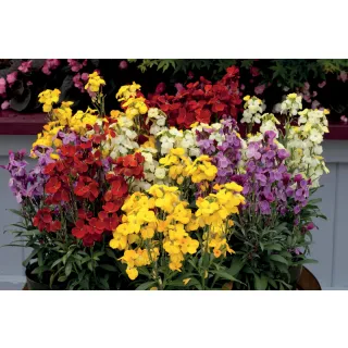 Compra CHEIRANTHUS CHEIRI SUGAR RUSH FORMULA MIX (1000 Semillas). en la tienda online Fito Agrícola