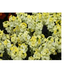 Compra CHEIRANTHUS CHEIRI SUGAR RUSH PRIMROSE (1000 Semillas). en la tienda online Fito Agrícola