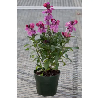 Compra CHEIRANTHUS CHEIRI SUGAR RUSH PURPLE BICOLOR (1000 Semillas). en la tienda online Fito Agrícola