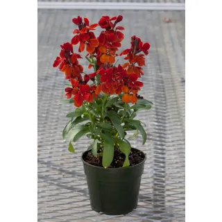 Compra CHEIRANTHUS CHEIRI SUGAR RUSH RED (1000 Semillas). en la tienda online Fito Agrícola