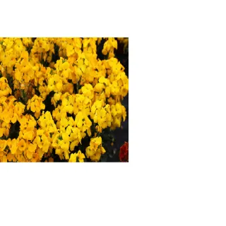 Compra CHEIRANTHUS CHEIRI SUGAR RUSH YELLOW (1000 Semillas). en la tienda online Fito Agrícola