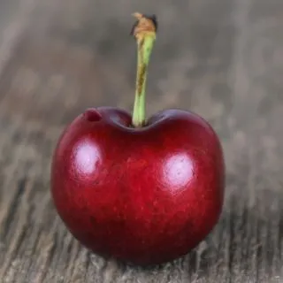 Compra CEREZO AMBRUNÉS (Picota) en la tienda online Fito Agrícola