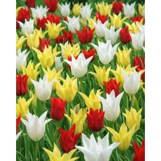 Compra CHIC (100 Unid.). en la tienda online Fito Agrícola