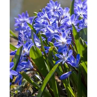 Compra CHIONODOXA BLUE GIANT (100 Unid.). en la tienda online Fito Agrícola
