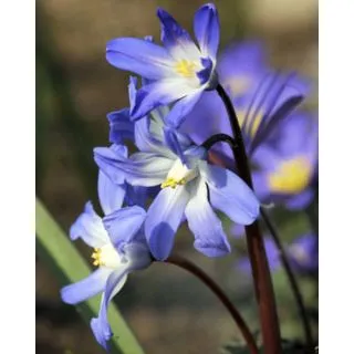 Compra CHIONODOXA LUCILIAE (100 Unid.). en la tienda online Fito Agrícola