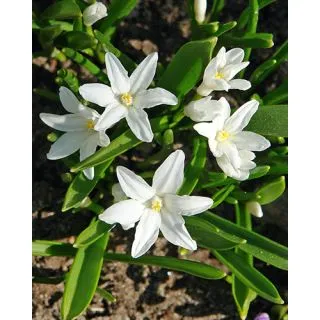 Compra CHIONODOXA LUCILIAE ALBA (100 Unid.). en la tienda online Fito Agrícola