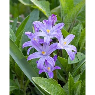 Compra CHIONODOXA VIOLET BEAUTY (100 Unid.). en la tienda online Fito Agrícola