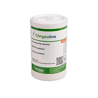 Compra CHRYSOLINE (1.000 Ind.) en la tienda online Fito Agrícola