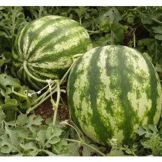 Compra SANDÍA CIALOMA F1 (1000 Semillas) en la tienda online Fito Agrícola