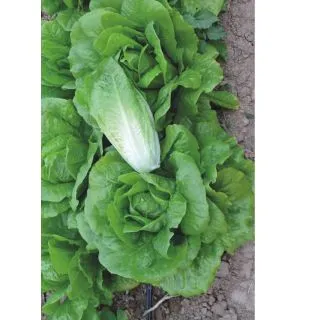 Compra LECHUGA CIBELES (LR-888) Pildorada (25.000 Semillas) en la tienda online Fito Agrícola