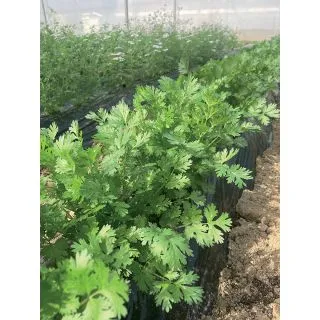 Compra CILANTRO EVEREST (1 Kgr.) en la tienda online Fito Agrícola