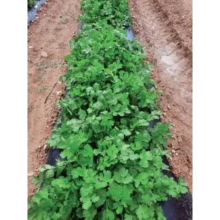 Compra CILANTRO GOBI (100 gr.) en la tienda online Fito Agrícola