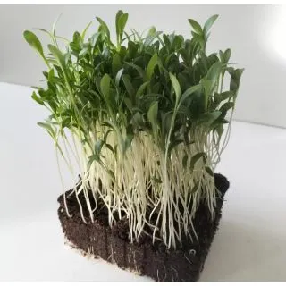 Compra CILANTRO MONOGERMEN MICROGREENS (5 Kgr.). en la tienda online Fito Agrícola