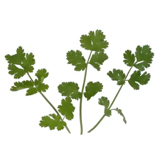 Compra CILANTRO RUMBA (1 Kgr.) en la tienda online Fito Agrícola