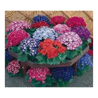 Compra CINERARIA ROYALTY TOTAL MIX (1000 Semillas). en la tienda online Fito Agrícola