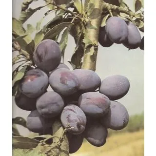 Compra CIRUELO STANLEY en la tienda online Fito Agrícola