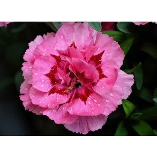 Compra CLAVEL CHINO DOUBLE MIX - Comestible Mezcla de Colores (100 gr.). en la tienda online Fito Agrícola