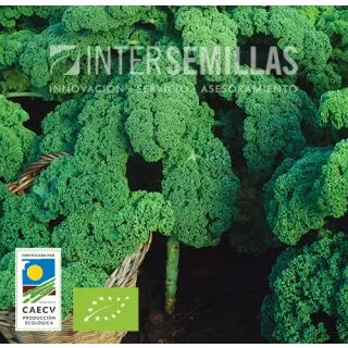 Compra COL KALE WESTLANDSE HERFST ECOLÓGICA (25 gr.). en la tienda online Fito Agrícola