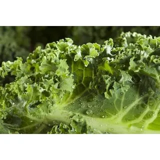 Compra COL KALE ECOLOGICO MSE6 en la tienda online Fito Agrícola