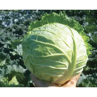 Compra COL MATHILDE F1 (2.500 Semillas). en la tienda online Fito Agrícola