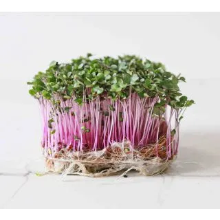 Compra COL ROJA MICROGREENS ECOLÓGICA (500 gr.). en la tienda online Fito Agrícola