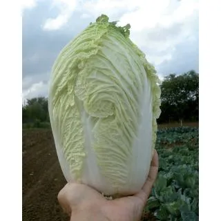 Compra COL CHINA YUKI F1 (2.500 Semillas). en la tienda online Fito Agrícola