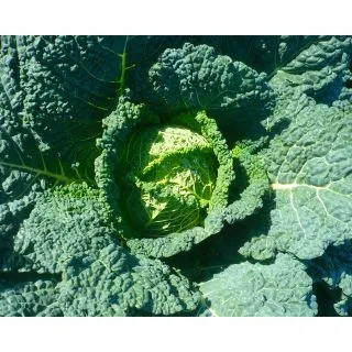 Compra COL EARLY QUEEN F1 (2.500 Semillas). en la tienda online Fito Agrícola