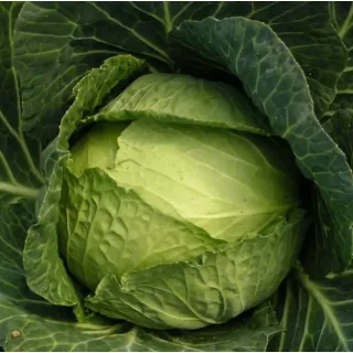 Compra COL EMBASSY F1 Sin Tratar (2.500 Semillas) en la tienda online Fito Agrícola