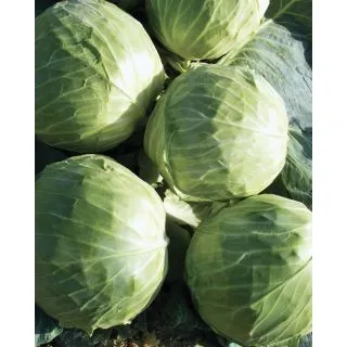 Compra COL GAZEBO F1 (2.500 Semillas). en la tienda online Fito Agrícola