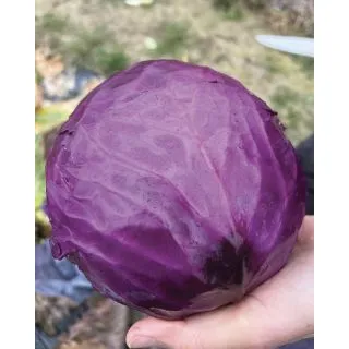 Compra COL JESSICA F1 (2.500 Semillas). en la tienda online Fito Agrícola